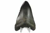 Fossil Megalodon Tooth - South Carolina #130796-2